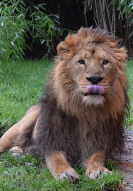 Lev Ljubljana ZOO