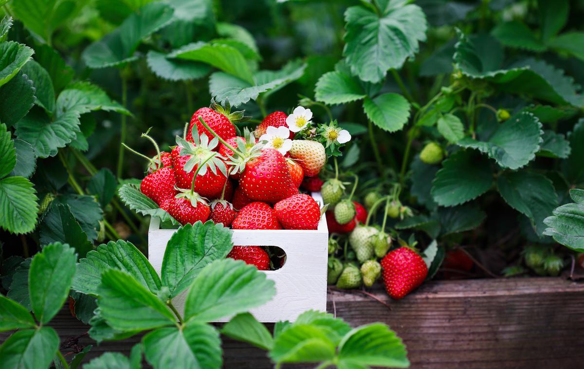 vrt, vrtnarjenje, jagode | V zamrznjenih jagodah s poreklom iz Grčije, ki jih distribuirajo Ljubljanske mlekarne, pa je uprava ugotovila preseženo vrednost pesticida propamokarb.  | Foto Shutterstock