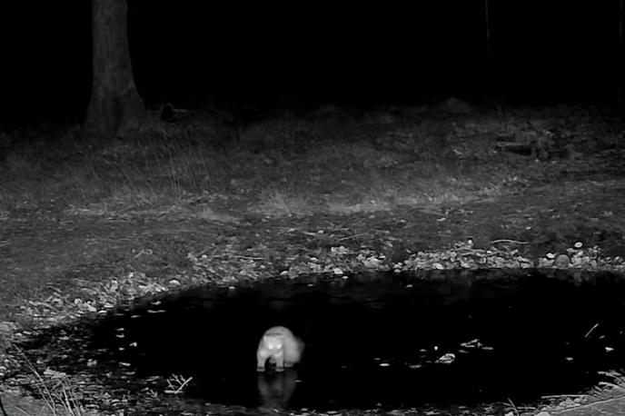 Divja žival, kuna | Kuna je na ledu celo malce zaplesala in izvedla nekaj piruet. | Foto Facebook/Lovska družina Col