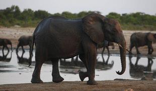 Pet nenavadnih značilnosti slonov