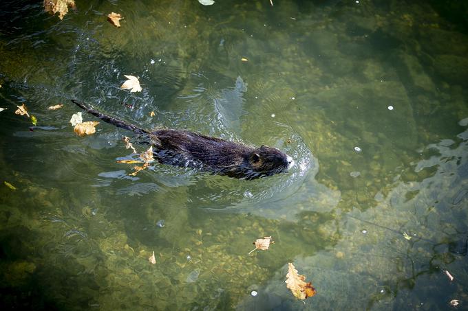 Nutrije so zelo spretne plavalke, k temu pripomore tudi njihov rep, a katerim krmarijo. | Foto: Ana Kovač