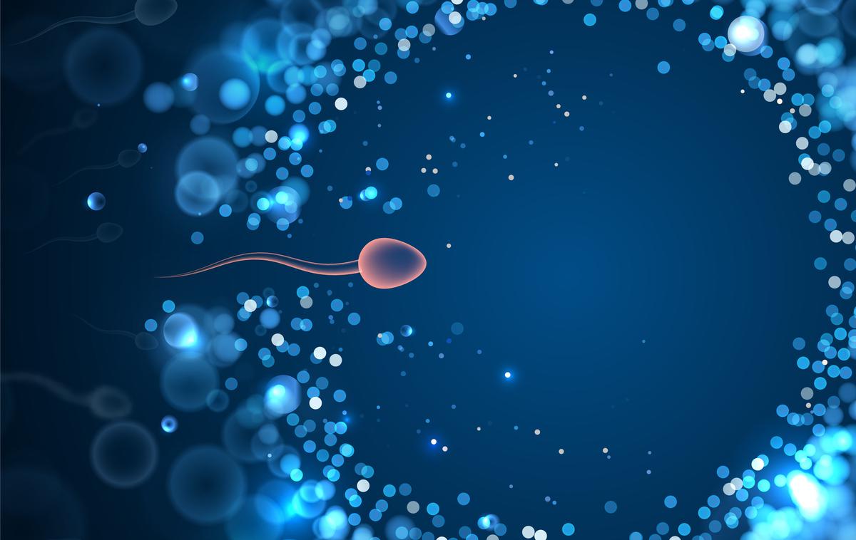 Spermiji | Znanstveniki so odkrili, da človeški spermiji plavajo podobno kot vidre, ne kot jegulje, kot so dolgo domnevali. | Foto Getty Images