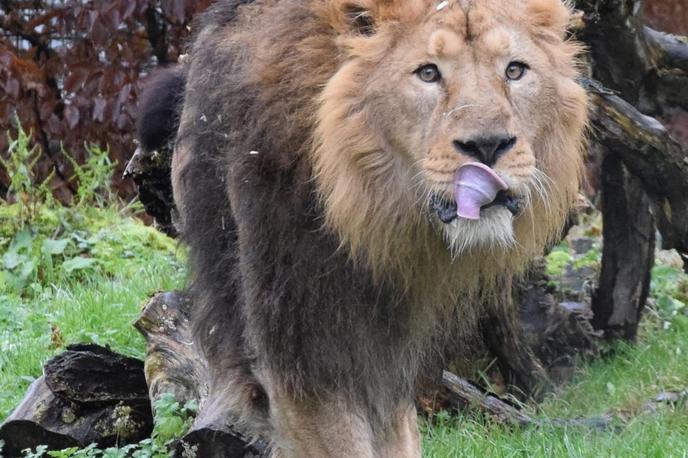 Lev Ljubljana ZOO | Raman bo potreboval nekaj časa, da se privadi na novo okolje in družbo, zato bo v prihodnjih dneh obiskovalcem najprej na ogled v notranjem razgledišču, proti koncu meseca pa tudi že v zunanjem. | Foto STA