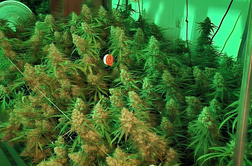 Na veliko je gojil konopljo. Na Vrhniki zasegli 300 rastlin. #foto