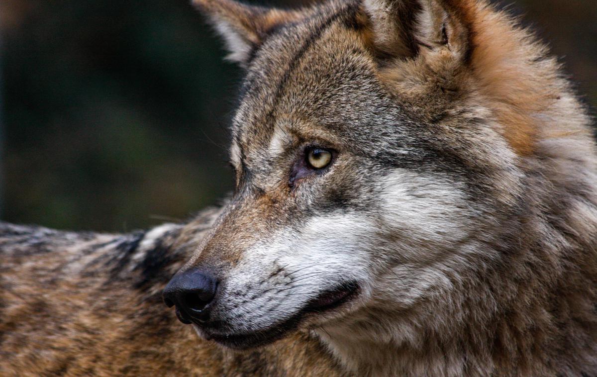 Volk | Fotografija je simbolična. | Foto Guliverimage