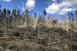 Slovenski gozdovi: poškodbe ob vetrolomu skoraj tako velike kot letni poseg #foto