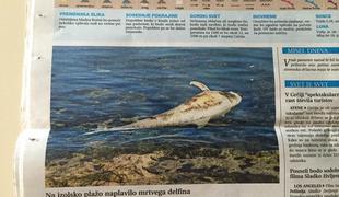 Na plažo v Izoli naplavilo mrtvega delfina