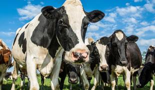 Na Škotskem potrdili primer bolezni norih krav
