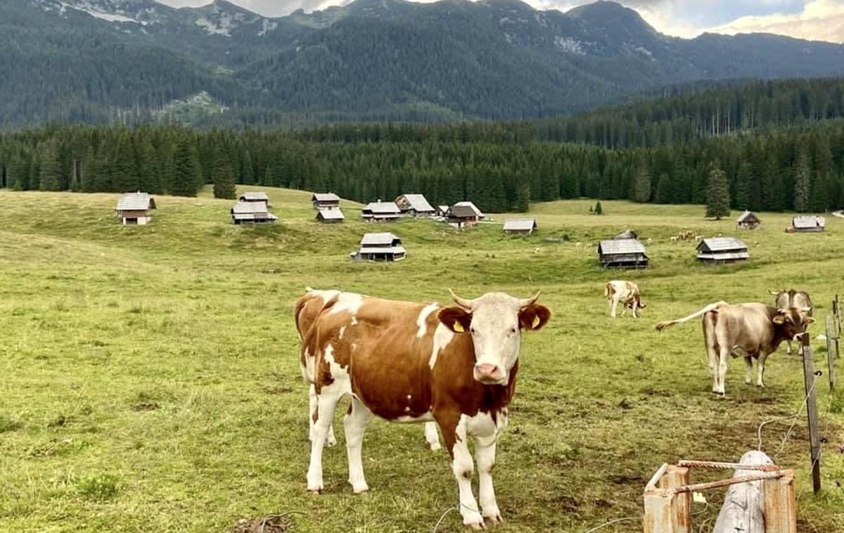 Juliana Trail 14 Ko te krava gleda in bik nadzoruje. Planina Javornik na Pokljuki. | Je to morda vaša sanjska služba? | Foto Urška Uranjek