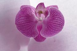 Leto 2014 bo cvetelo v barvi orhideje