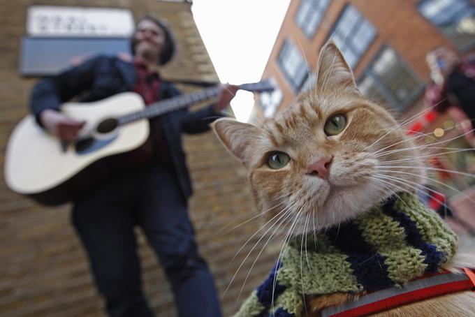 Potepuški maček Bob | Foto: Reuters