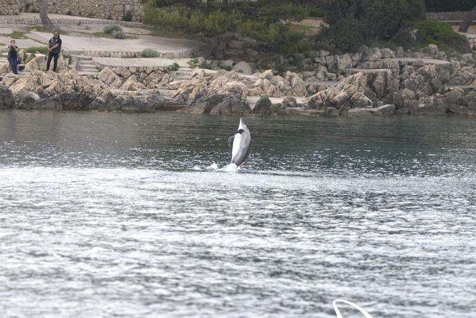 Plavalci pozor: na Krku opazili delfina, ki se obnaša nenavadno. Približuje se ljudem.