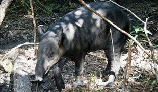 Belizejsko živalstvo: od tapirja do tukana