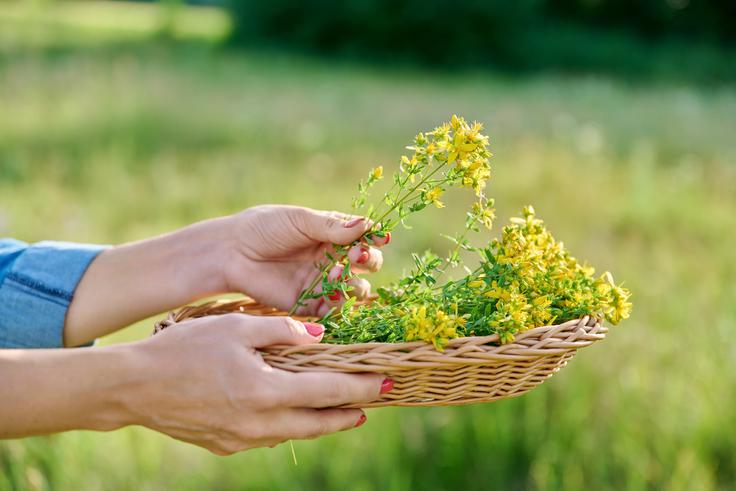 Naravna rastlina, ki jo pogosto najdemo v prehranskih dopolnilih.  | Foto: Shutterstock