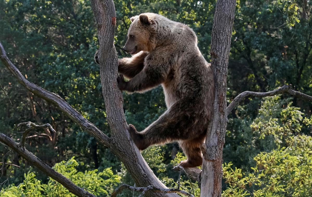 medved | Ministrstvo za kmetijstvo se je za odstrel medvedov in volkov odločilo, ker zveri vsakodnevno povzročajo škodo z napadi na drobnico in druge domače živali. | Foto Reuters