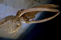 V Prirodoslovnem muzeju na ogled okostje kita Leonore