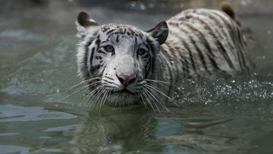 Pobegli tiger v Gruziji ubil moškega