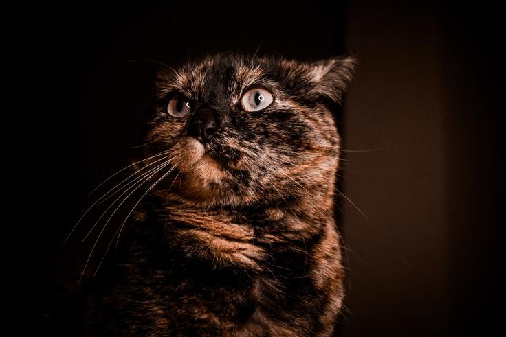 prestrašena mačka | Foto: Shutterstock