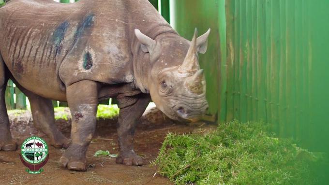 Strokovnjaki iz tanzanijskega rezervata ocenjujejo, da je pričakovana življenjska doba nosorogov med 37 in 43 let v divjini ter do 50 let v ujetništvu. Na fotografiji nosoroginja Fausta. | Foto: Reuters