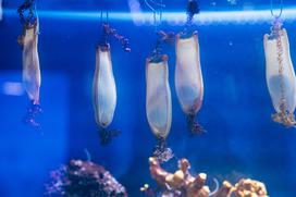 McDonald's, Akvarij Piran