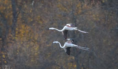 Te nenavadne ptice so obiskale Cerkniško jezero #foto