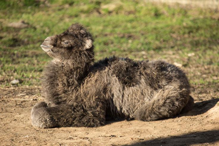 dvogrba kamela | Foto: ZOO Ljubljana