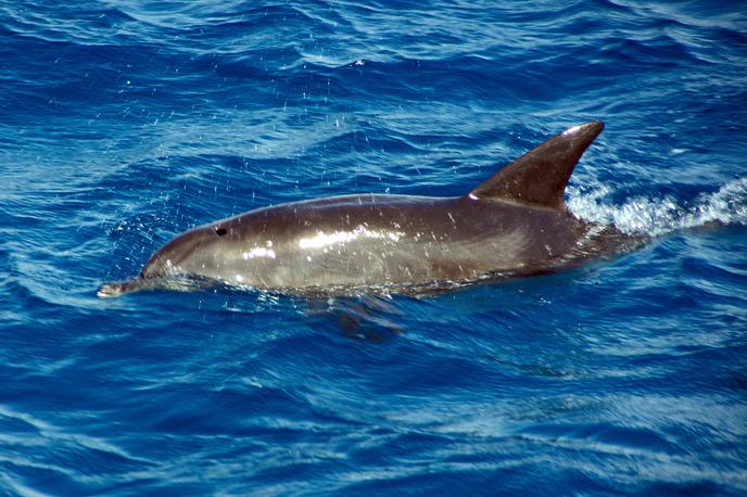 delfin | Fotografija je simbolična. | Foto Guliverimage