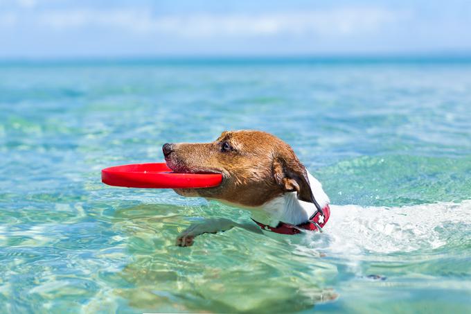 pes na morju | Foto: Getty Images