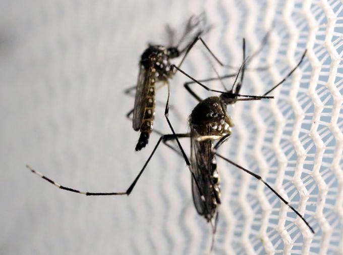 Tigrasti komarji so prenašalci povzročiteljev rumene mrzlice, mrzlice denga, čikungunje in virusa zika. | Foto: Reuters