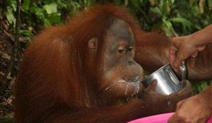 Med orangutani na Sumatri