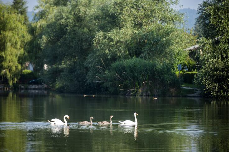 labodi Koseze Koseški bajer obročkanje | Foto: STA ,