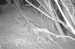 Kamera v gozdu ujela zanimivo dogajanje, strokovnjaki opozarjajo #video