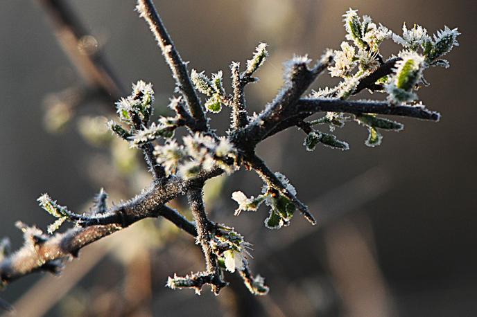 pozeba, zima, zmrzal | Morebitna prizadetost sadnega drevja je odvisna od regije, mikrolokacije, lege, vrste rastline in faze razvoja, je objavil Arso. | Foto STA/Tanjug