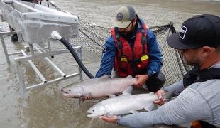 Kanadske losose ujete zaradi plazu bodo reševali s helikopterjem