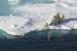 Pred mrazom se je skril celo polarni medved