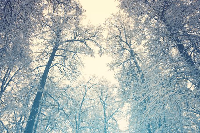 sneg sneži sneženje gozd | Foto Thinkstock