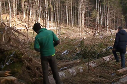 Slovenija bo les, ki so ga na črno posekali hrvaški gozdarji, podarila na Hrvaško #video
