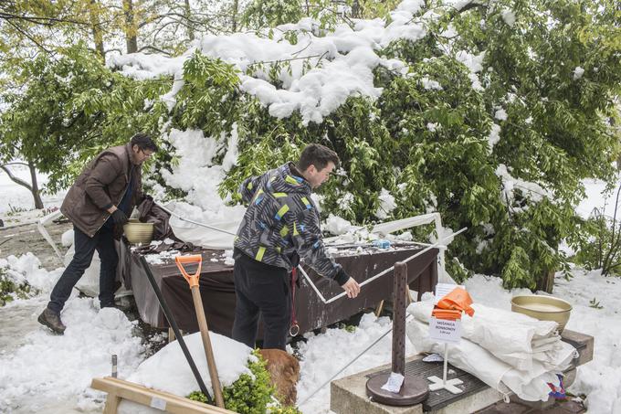 Delavci Arboretuma s šotorov v parku odstranjujejo sneg, režejo in pospravljajo polomljeno vejevje ter pripravljajo park na ponovno odprtje.  | Foto: Matej Leskovšek