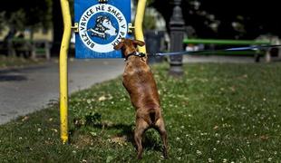 Lani je bilo v Sloveniji prijavljenih 1657, letos že 821 pasjih ugrizov