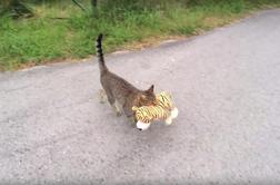 Slovenski maček, ki krade igrače, je postal spletna uspešnica