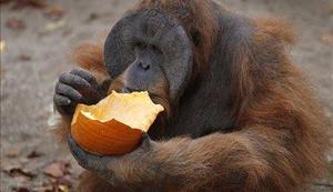 Srečnejši orangutani živijo dlje