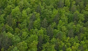 Najstarejše drevo na Hrvaškem staro preko 2000 let