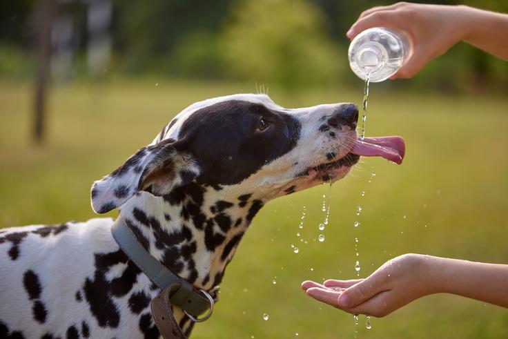 V primeru opisanih težav je treba nujno takoj poiskati veterinarsko pomoč. | Foto: Shutterstock