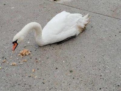 Labodko Oli preganjali v vodo: utrpela je hudo poškodbo