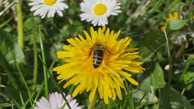"Čebele potrebujejo čist zrak in vodo ter čisto okolje," so poudarili na kmetijskem ministrstvu.  | Foto: STA