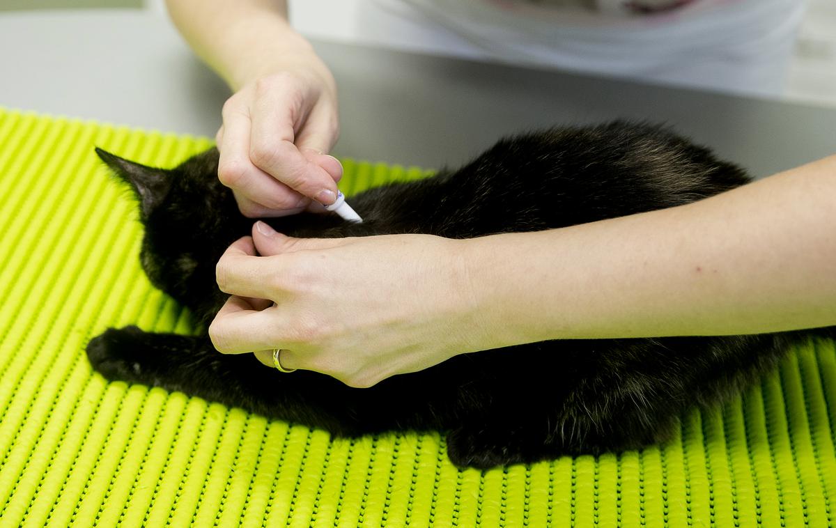 Veterinar ambulanta mačka maček | Foto Ana Kovač