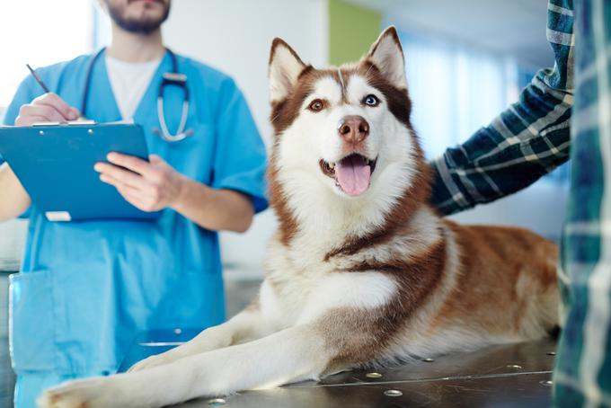 kuža pes veterinar žival | Foto: Shutterstock
