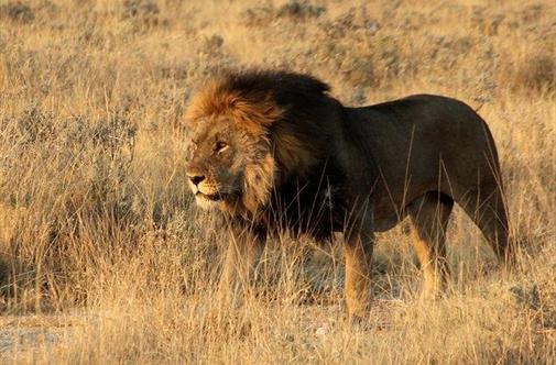 Etosha z levom za dobro jutro