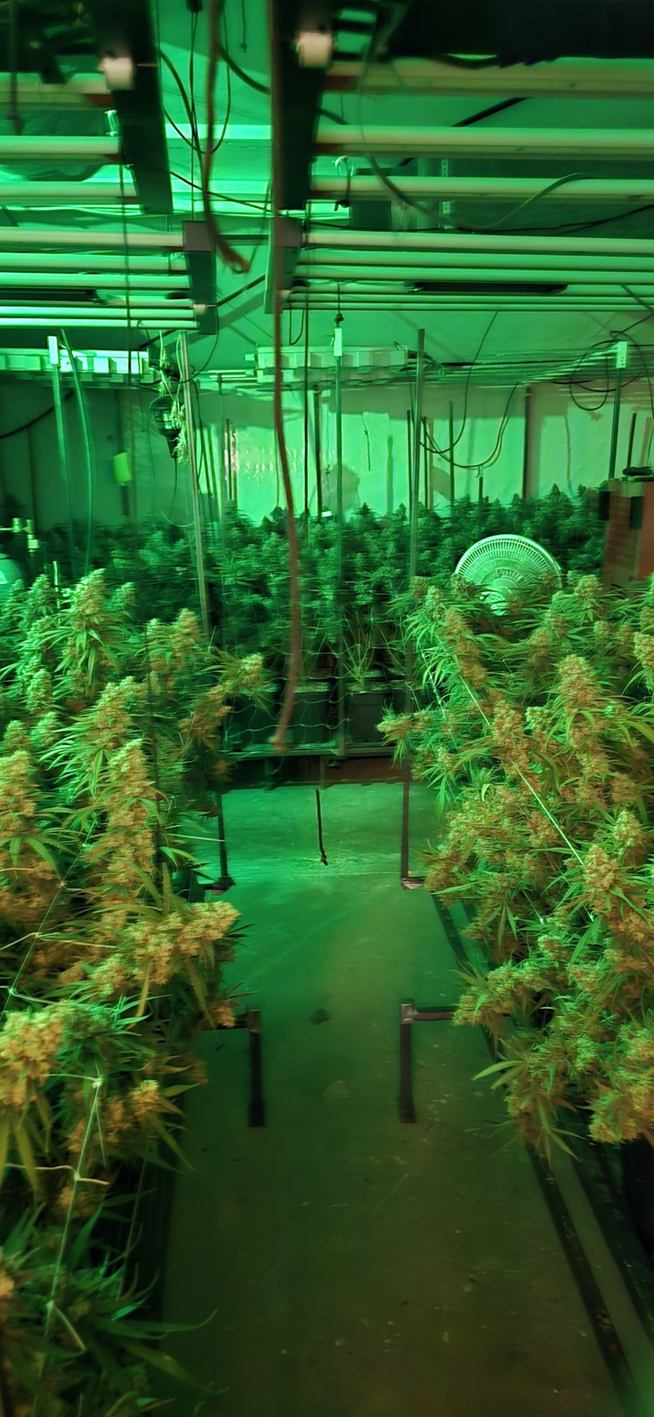 droga, zaseg, konoplja, predelava, gojenje, policija, Vrhnika | Foto: PU Ljubljana