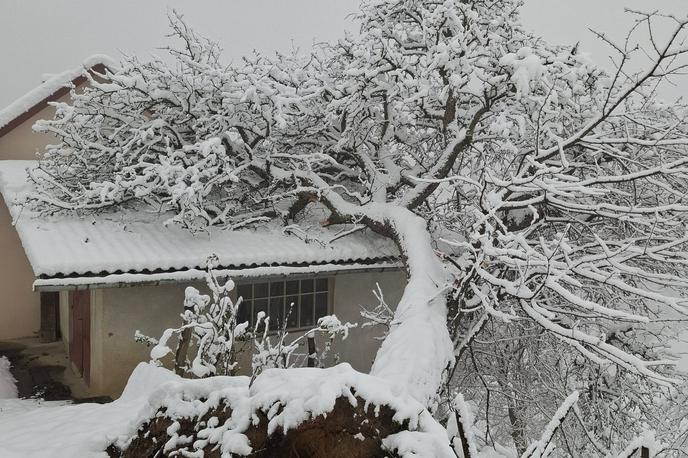 podrta drevesa, sneg | Težak sneg je podiral drevesa.  | Foto PGD Cirkulane/Facebook